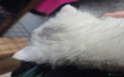 British Shorthair cats for sale: Beautiful BSH Kitten  - Image 5