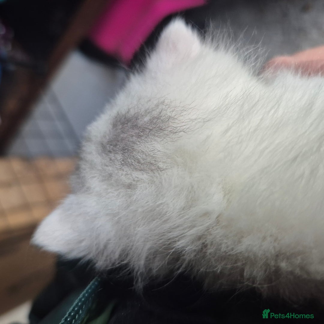 British Shorthair cats for sale: Beautiful BSH Kitten  - Image 5