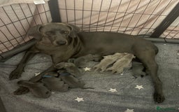 Weimaraner dogs for sale: 🐾 KC Registered Weimaraner Puppies 🐾 - Image 16