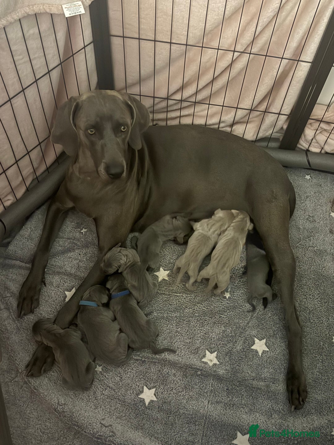 Weimaraner dogs for sale: 🐾 KC Registered Weimaraner Puppies 🐾 - Image 16