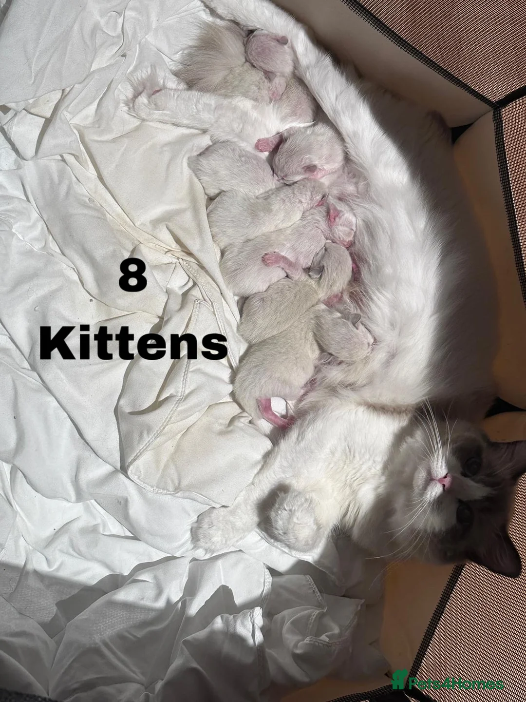 Ragdoll cats for stud: Bicolour Ragdoll Male for Stud in Mansfield - Advert 10