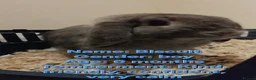 Mini Lop rabbits for sale: 9 bunnies available  - Advert 8