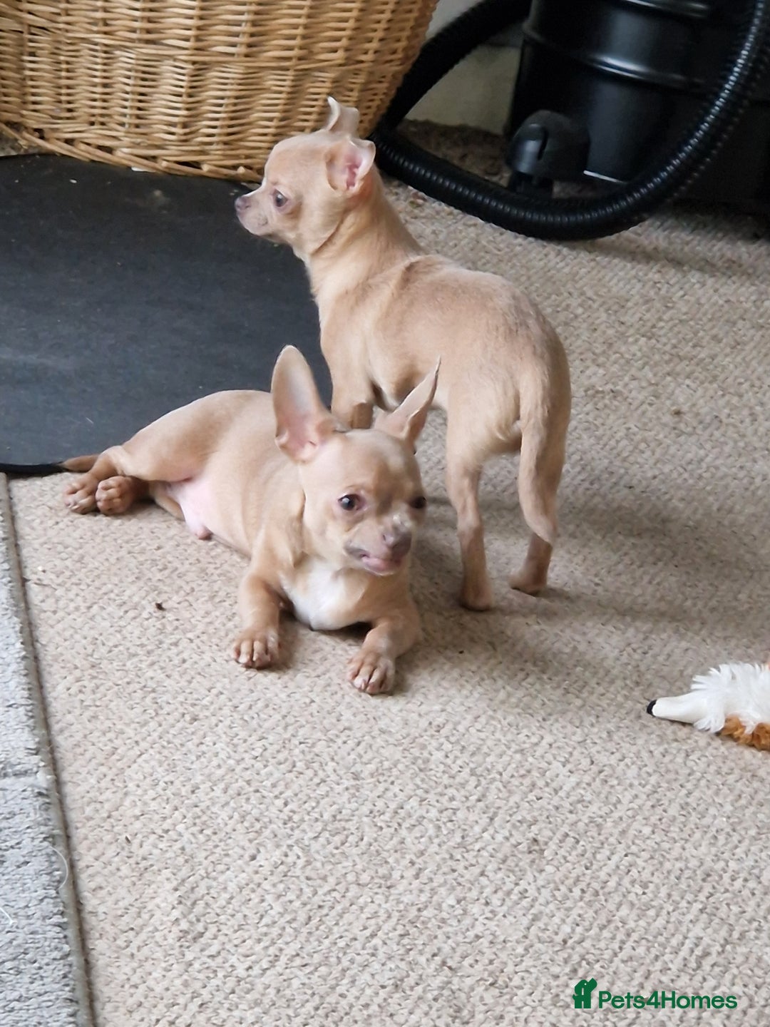 Chihuahua dogs for sale: Chihuhaha Puppies for sale - Advert 3