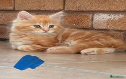 Maine Coon cats for sale: 🐾 Maine Coon Kittens X needing forever home 🐾 - Image 18