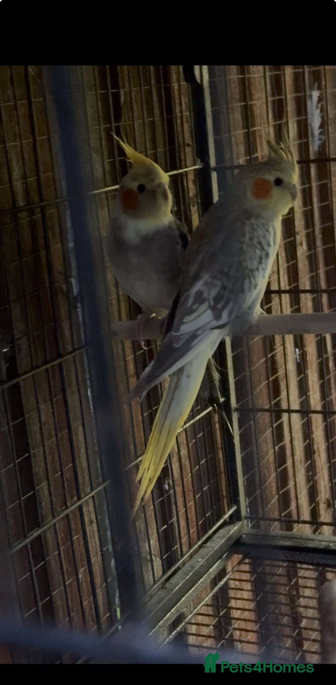 Cockatiels birds for sale: Cockatiel Aviary for sale  - Image 4