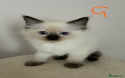 Ragdoll cats for sale: Pure Ragdoll Kittens *Ready for their new home* - Image 23