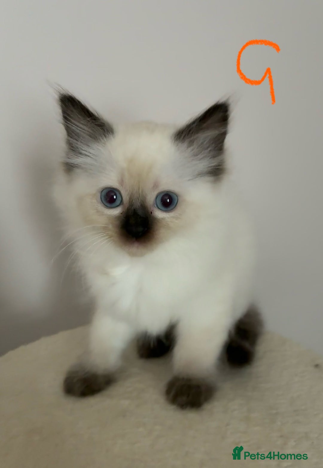 Ragdoll cats for sale: Pure Ragdoll Kittens *Ready for their new home* - Image 23