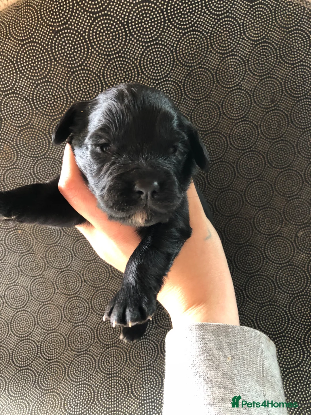 Cocker Spaniel dogs for sale: Beautiful Cocker spaniel puppies  - Advert 1