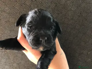 Cocker Spaniel dogs Beautiful Cocker spaniel puppies - Advert 9