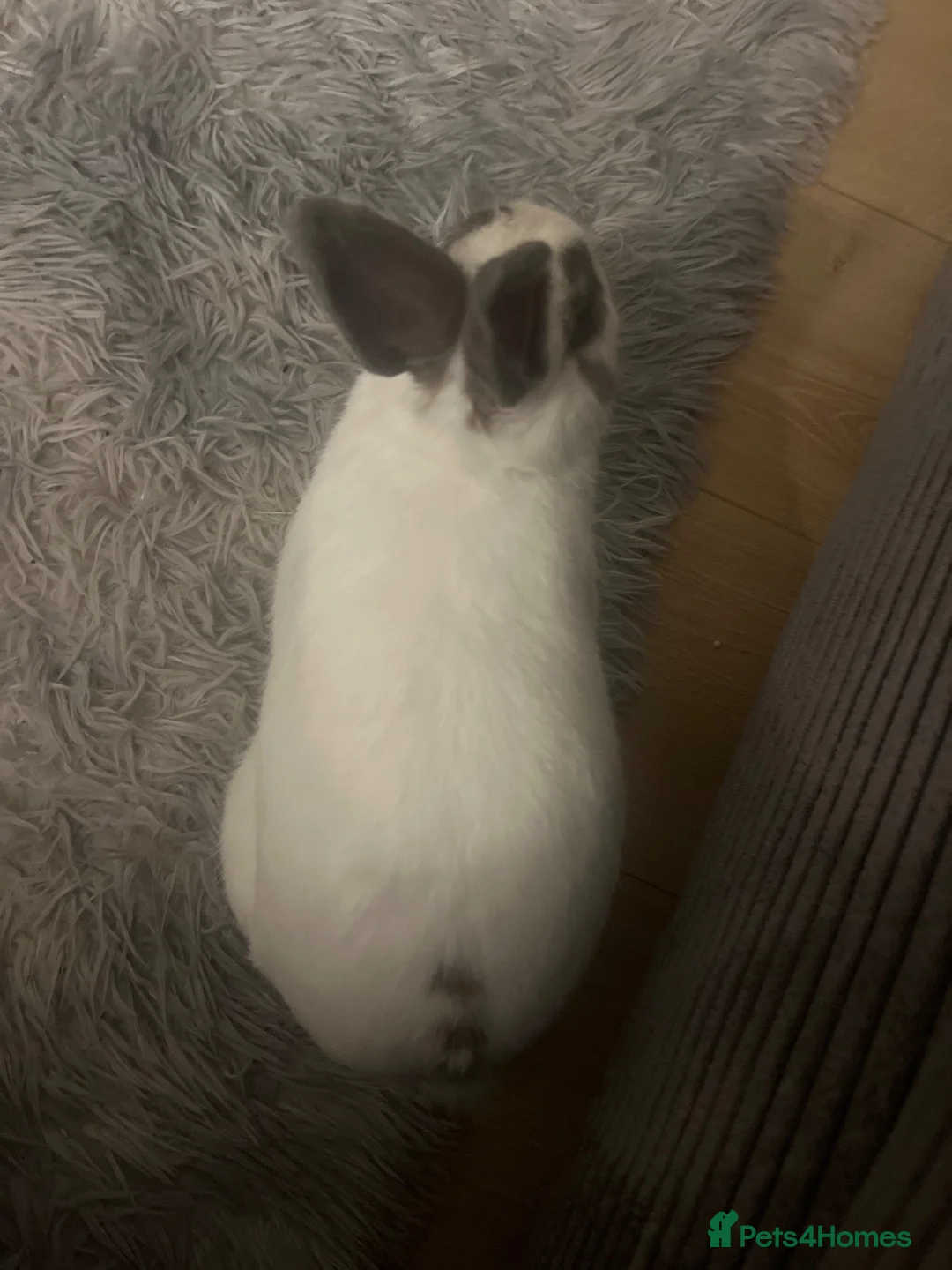 Netherland Dwarf rabbits for sale: Male rabbit for rehome  in Chester - Advert 2