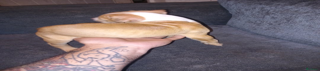 American Bulldog Puppy 7