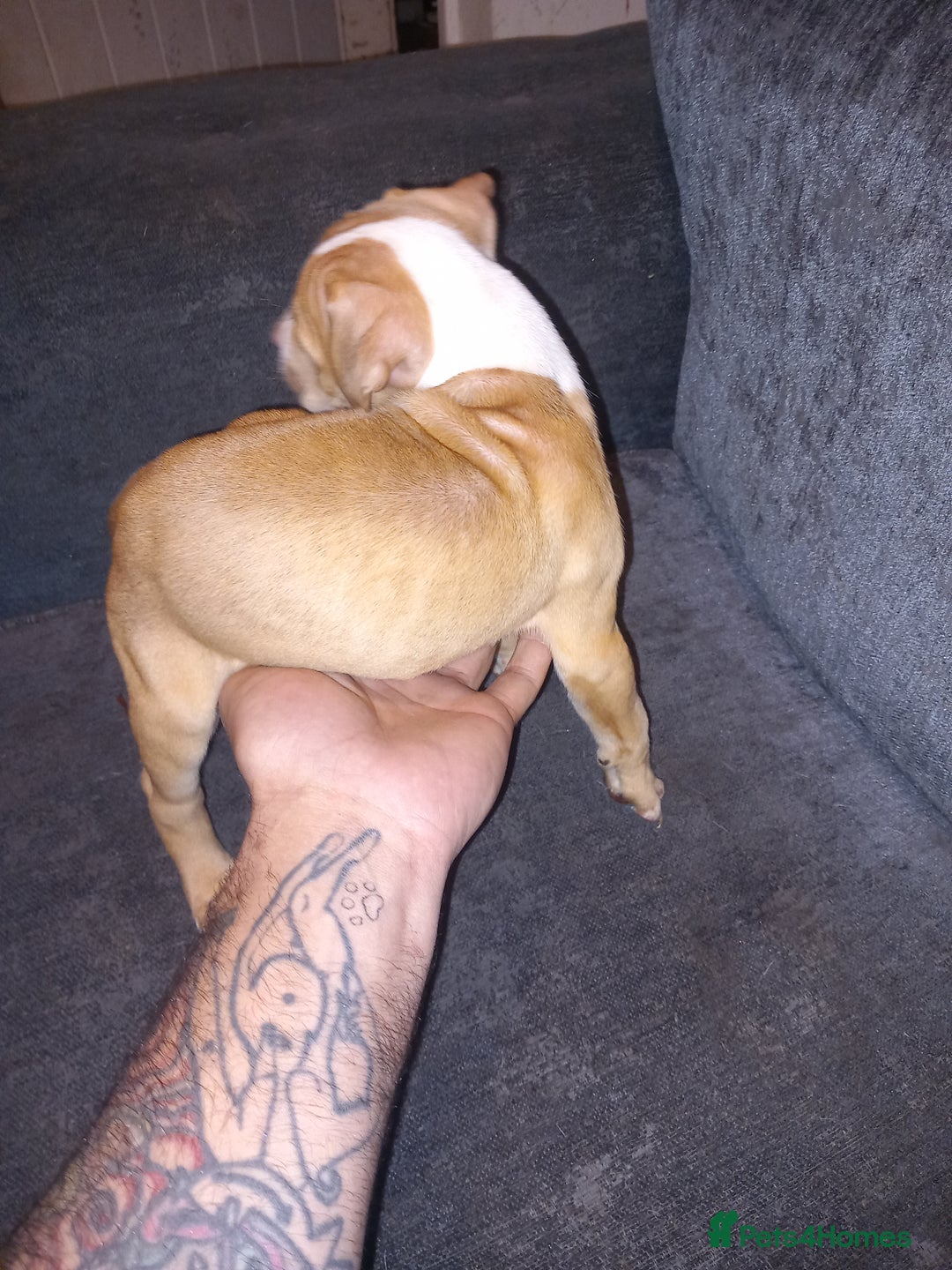 American Bulldog dogs for sale: Mr a FORD  - Advert 13