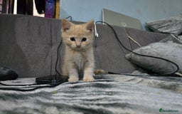Mixed Breed cats for sale: Mixed breed kittens ready now.  - Image 19