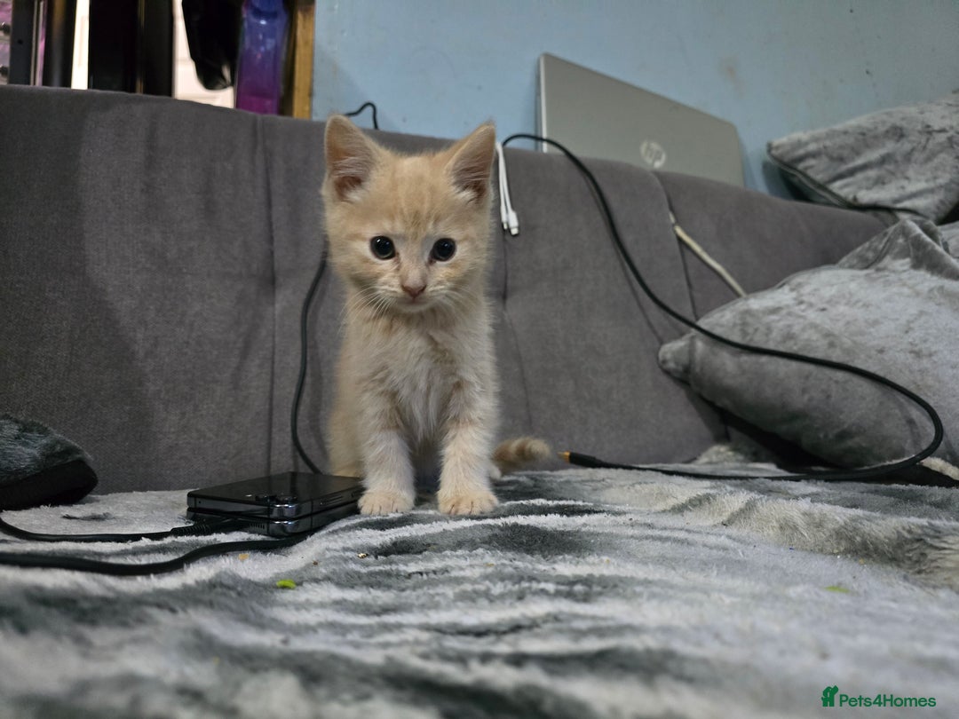 Mixed Breed cats for sale: Mixed breed kittens ready now.  - Image 19