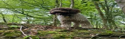Lagotto Romagnolo dogs for sale: Lagotto KC Pedigree - Advert 5