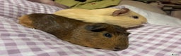 Guinea Pig rodents for sale: Male Guinea Pigs  - Advert 3