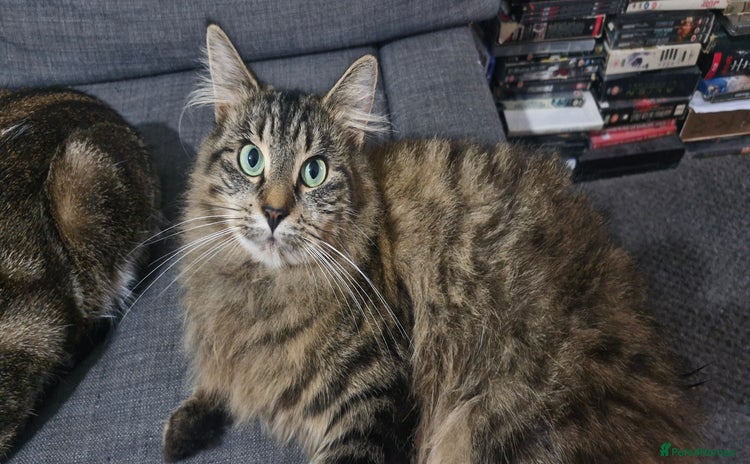 Mixed Breed cats for sale - Advert 1