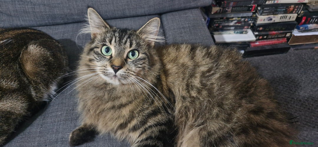 Mixed Breed cats for sale: Urgent! Beautiful Turkish Angora/tabby - Image 1