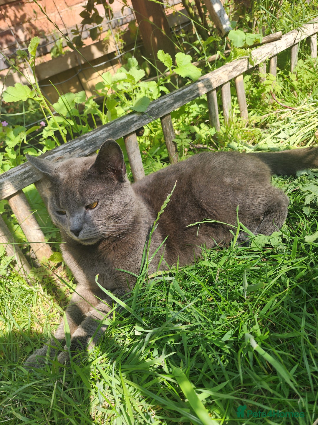 Mixed Breed cats for sale: British Shorthair mixed - Image 3