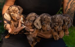 Dachshund dogs for sale: Beautiful Chocolate & Dapple Dachshund Pups - Image 6