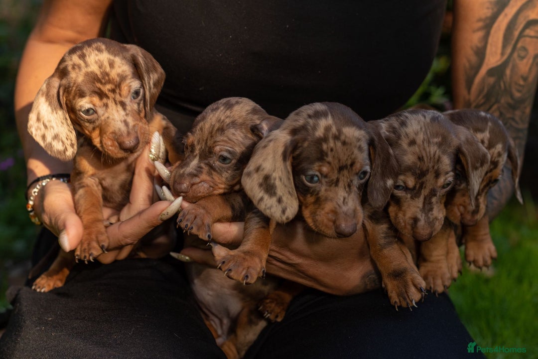 Dachshund dogs for sale: Beautiful Chocolate & Dapple Dachshund Pups - Image 6