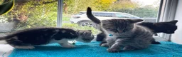 Mixed Breed cats for sale: Three chilled out goofballs - Advert 5