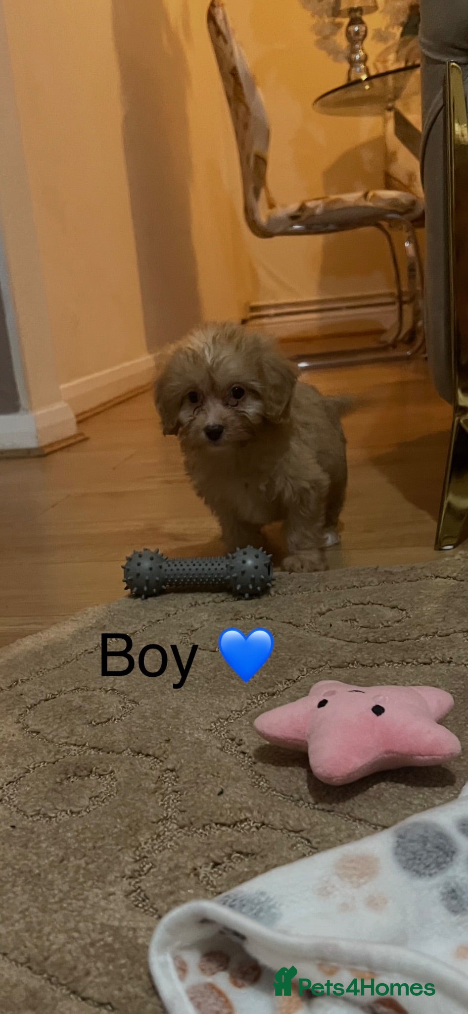 Cavapoo dogs 2 cavapoos ready now 💙💕 - Advert 1