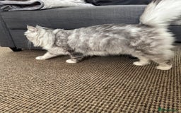 Maine Coon cats for sale: Ciri  - Image 14
