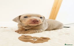 Miniature Dachshund dogs for sale: 3 Pedigree Miniature Dachshund from loving home - Image 7