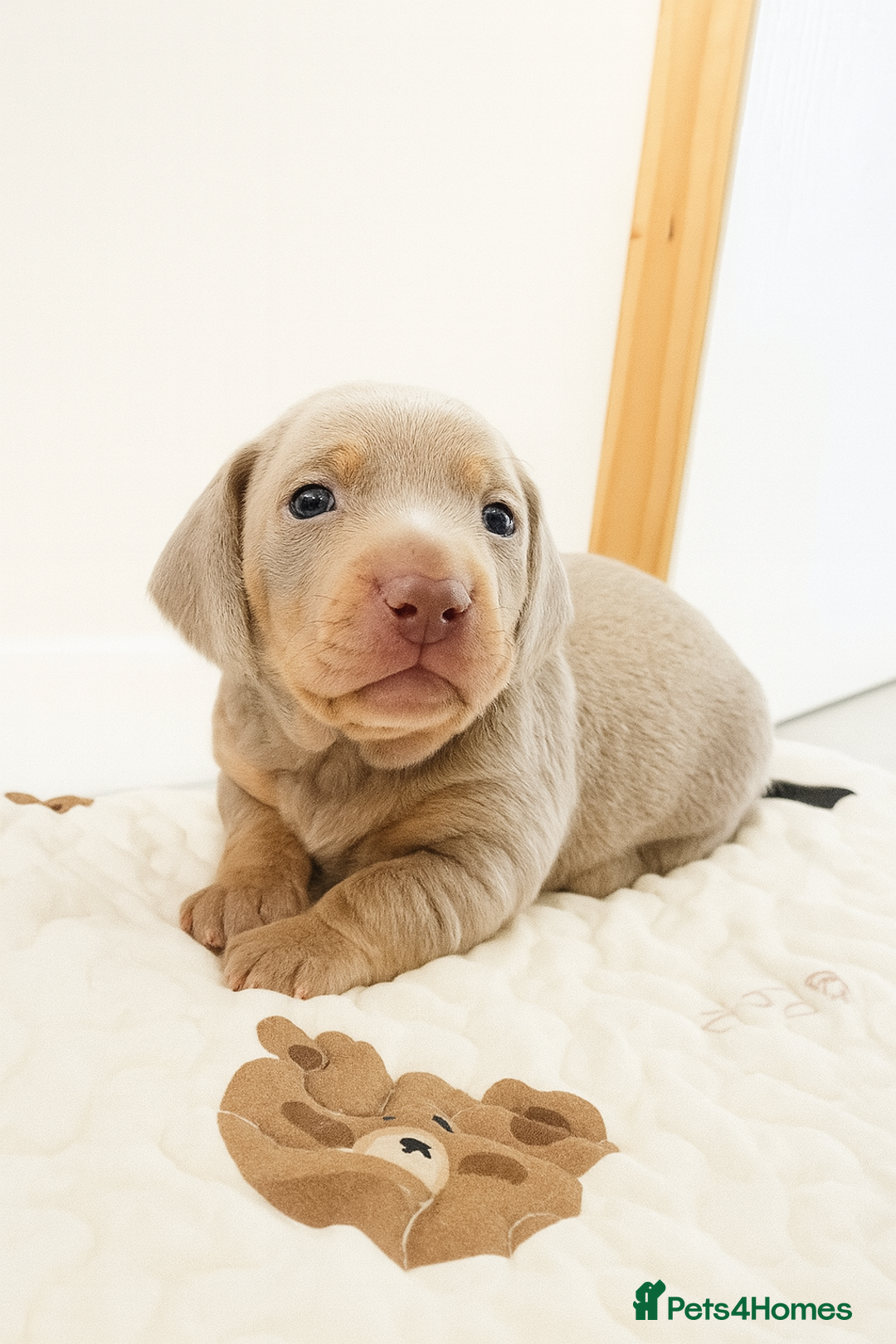 Miniature Dachshund dogs for sale: 3 Pedigree Miniature Dachshund from loving home - Image 7
