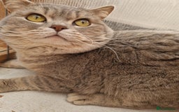 British Shorthair cats for sale: GCCF British Shorthair Male  - Image 2