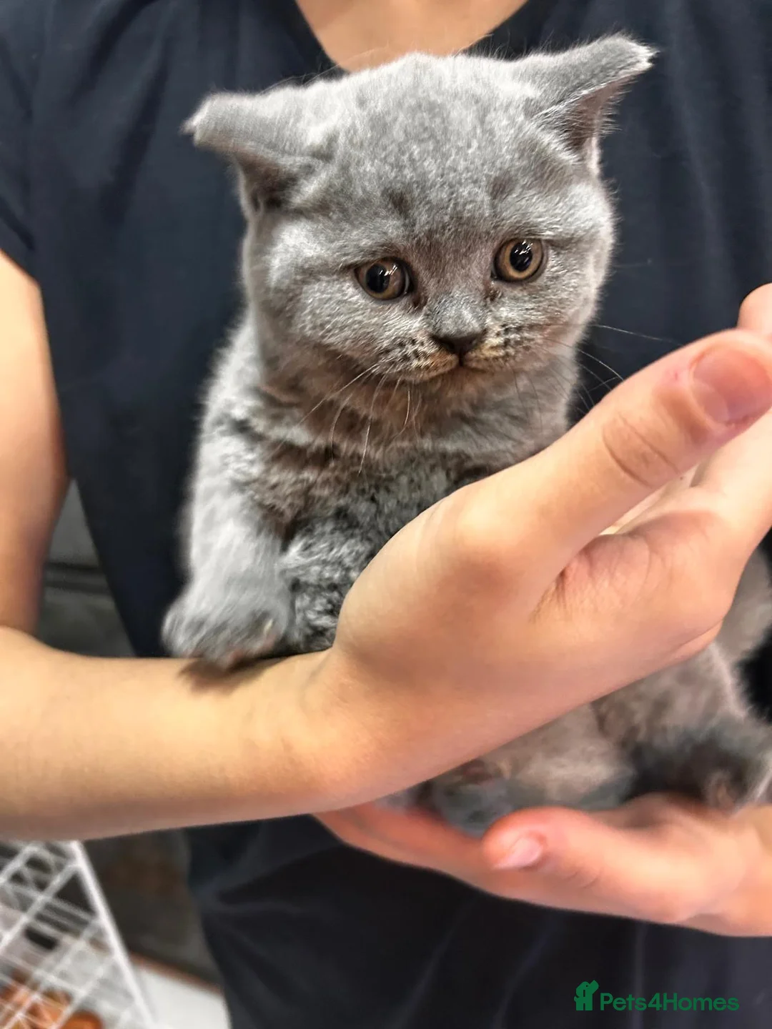 British Shorthair cats for sale: Stunning British shorthair kittens - Advert 7