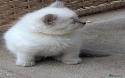 Ragdoll cats for sale: Ragdoll - home reared kittens - Image 31