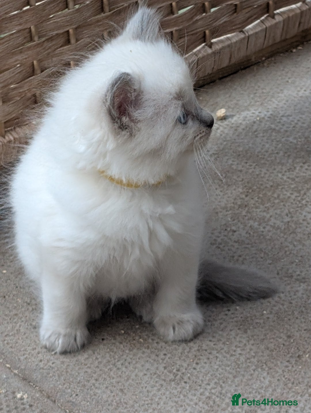 Ragdoll cats for sale: Ragdoll - home reared kittens - Image 31