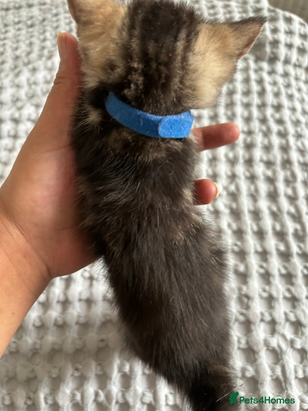 Maine Coon cats for sale: 🌟Adorable kittens now ready 4 forever home🌟 - Image 23