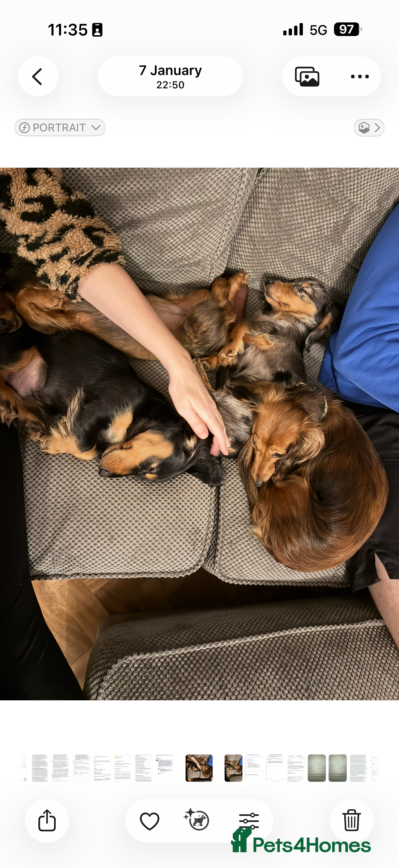 Dachshund dogs Hector and Ariana  - Advert 17