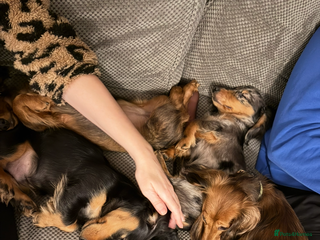 Dachshund dogs Hector and Ariana - Advert 5