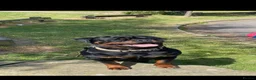Rottweiler dogs for sale: Rottweiler Puppies - Advert 6