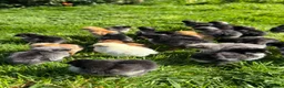 Chickens poultry for sale: Olive Egger & Copper Black Maran chicks - Advert 4