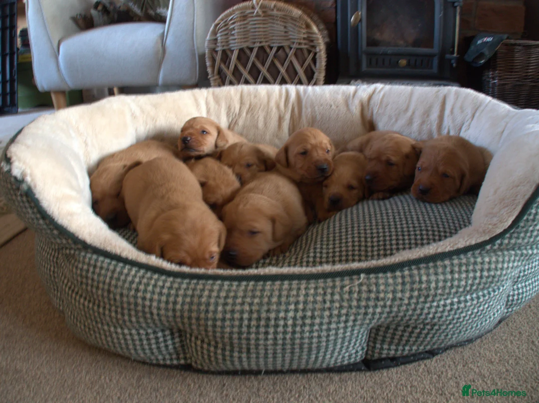 Labrador Retriever dogs for sale: Red Labrador Puppies - Advert 5