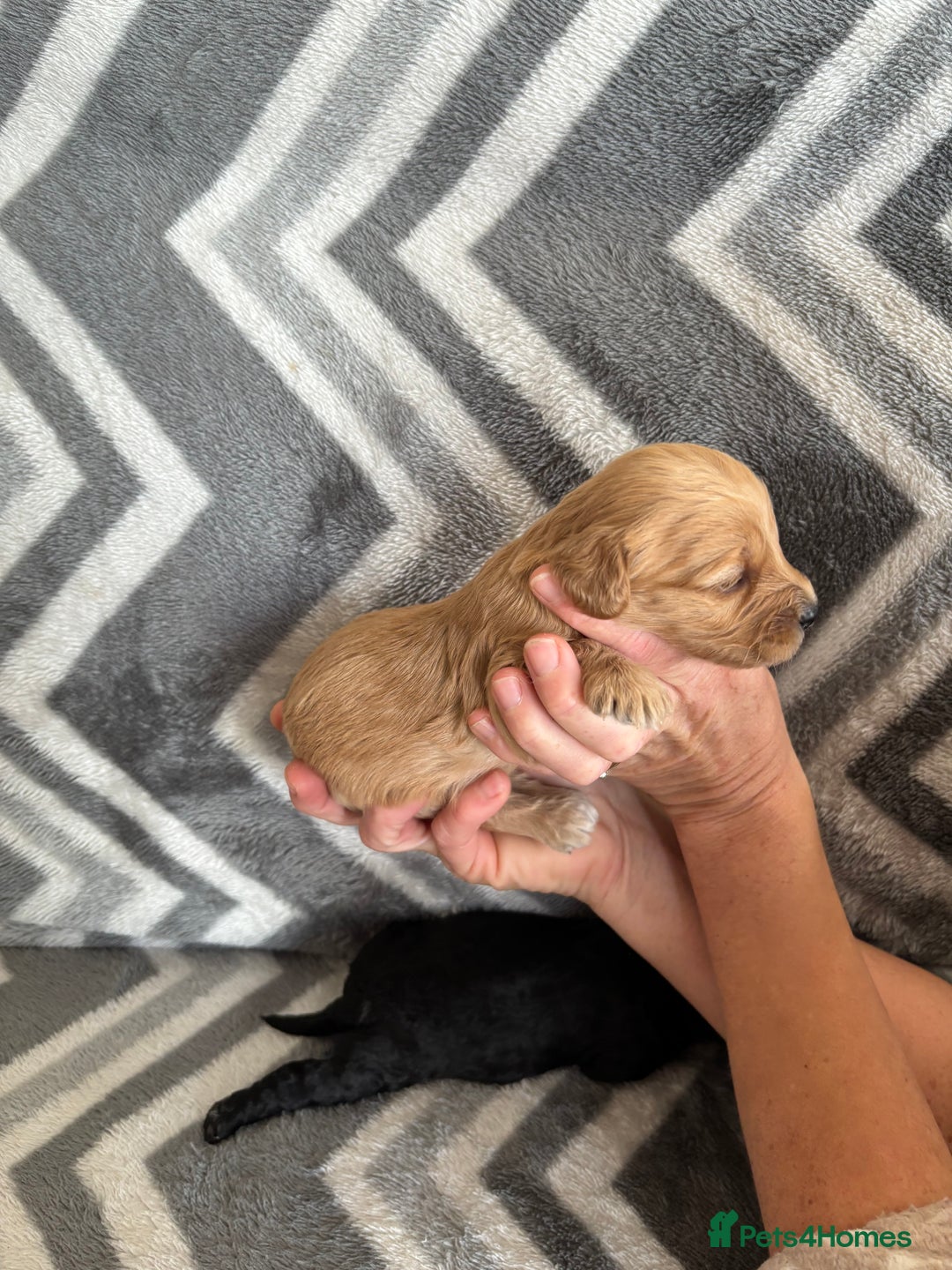 Cockapoo dogs for sale: Cockapoo puppys - Image 17