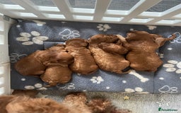 Cavapoo dogs for sale: Beautiful cavapoo pups  - Advert 3