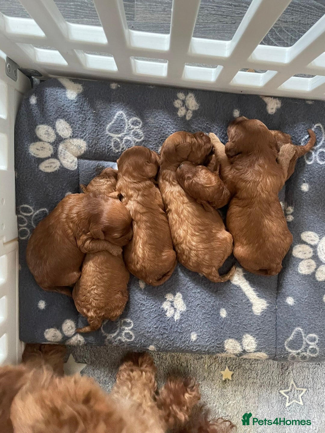 Cavapoo dogs for sale: Beautiful cavapoo pups  - Advert 3