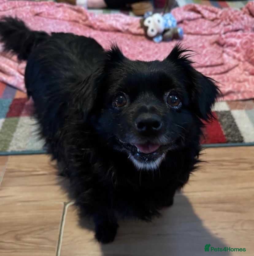 Mixed Breed dogs Meet Pudding, currently residing in Warwickshire - Advert 2