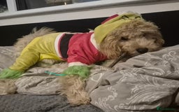 Toy Poodle dogs for sale: Toy poodle boy  - Image 6