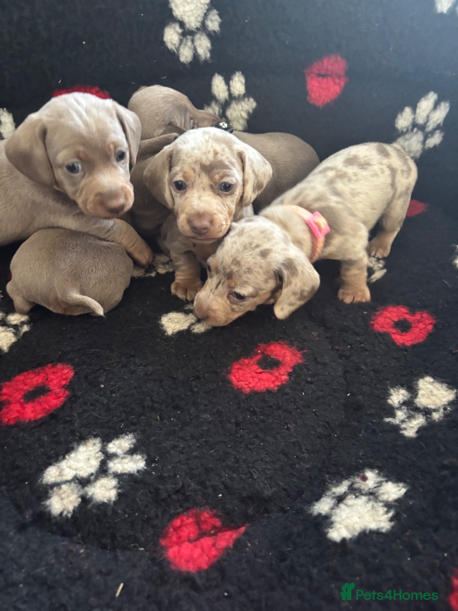 Miniature Dachshund dogs Outstanding dapple tan minature dashund puppies - Advert 2