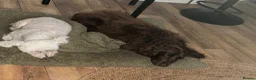 Cocker Spaniel dogs for sale: Choco & Mabelle-Bonded Pair looking for a Home - Advert 10