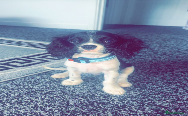 Cavalier King Charles Spaniel dogs - Advert 4