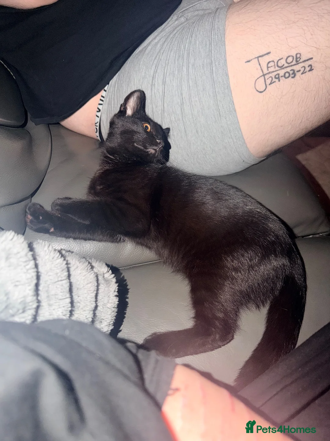 Mixed Breed cats for sale: Marley - Advert 7