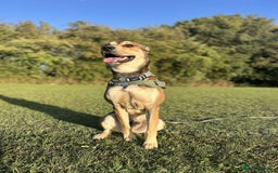 Mixed Breed dogs for sale: Ronnie  - Advert 2